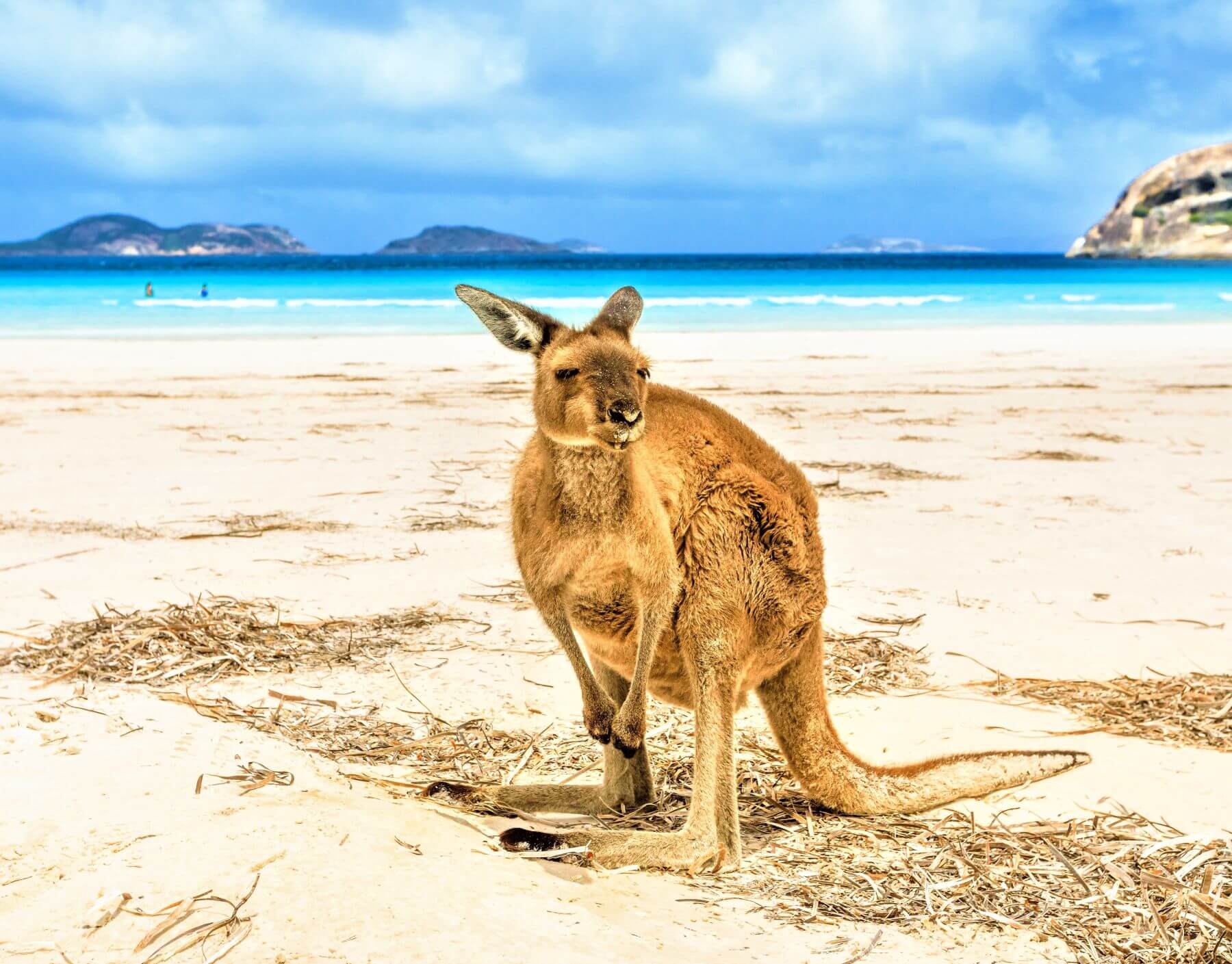 Känguru am Lucky Bay - Schönste Strände in Australien