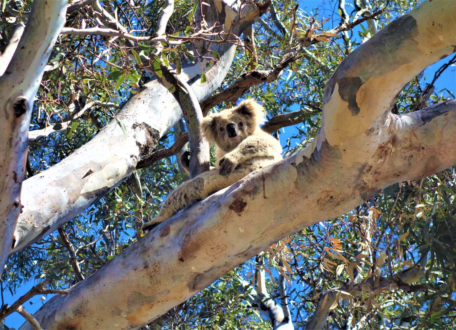 Freilebender Koala in Australien 
