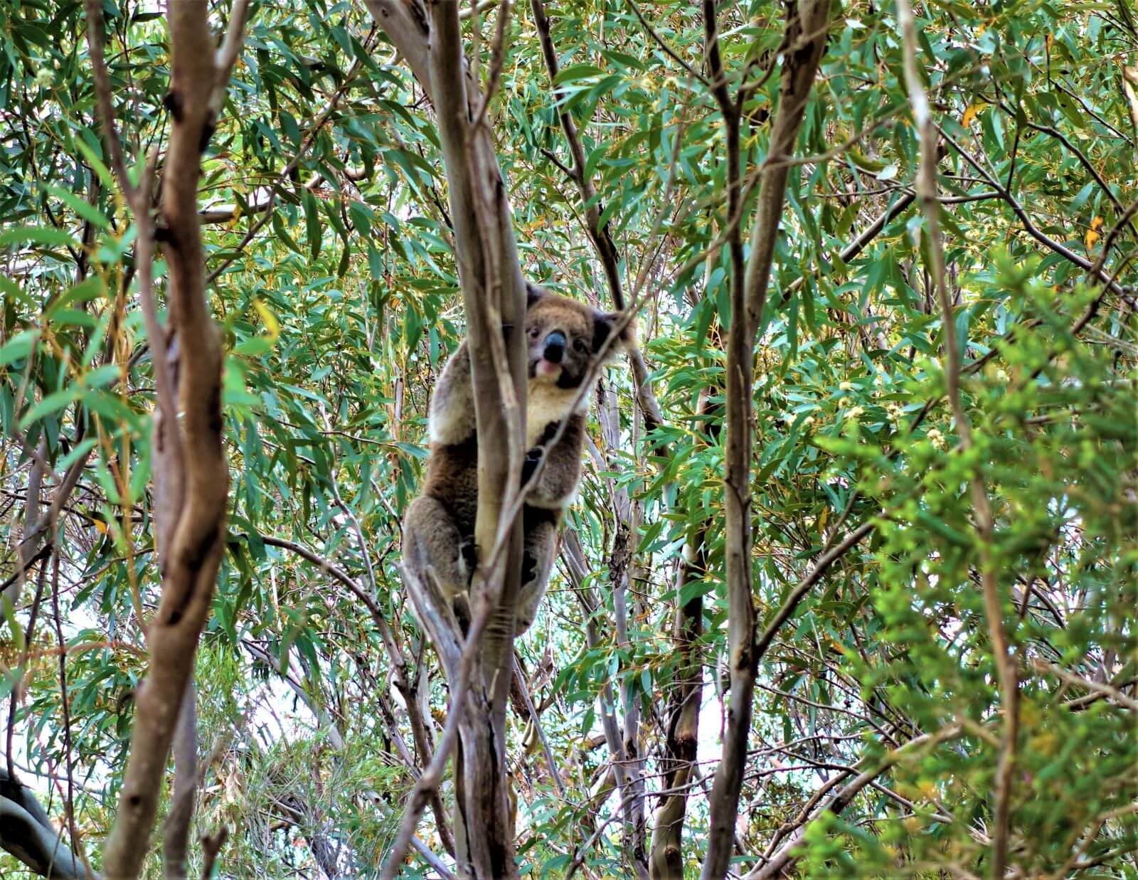 Freilebender Koalabär in Australien