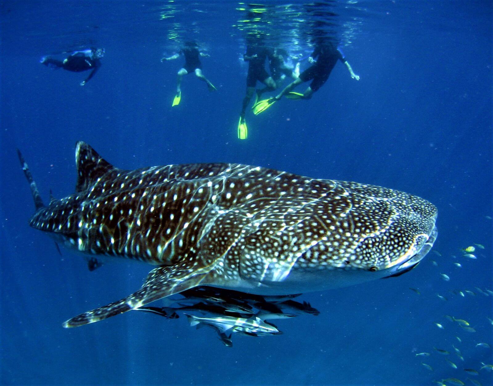 Schnorcheln mit einem Walhai am Ningaloo Reef in Australien