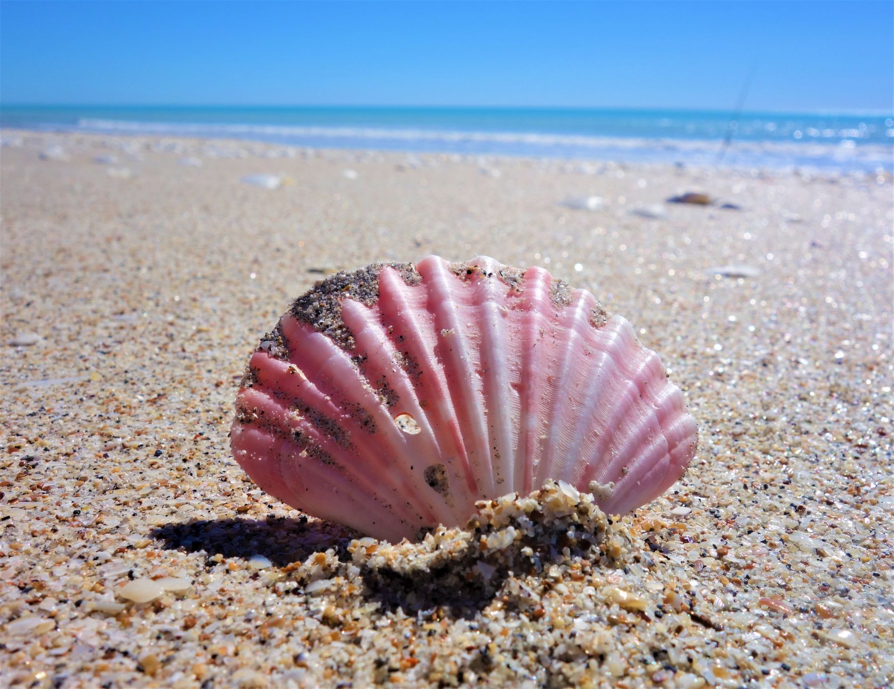 Muschel am Eighty Mile Beach in Australien