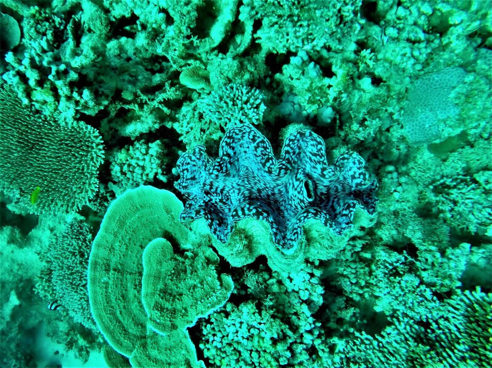 Koralle am Ningaloo Reef in Australien