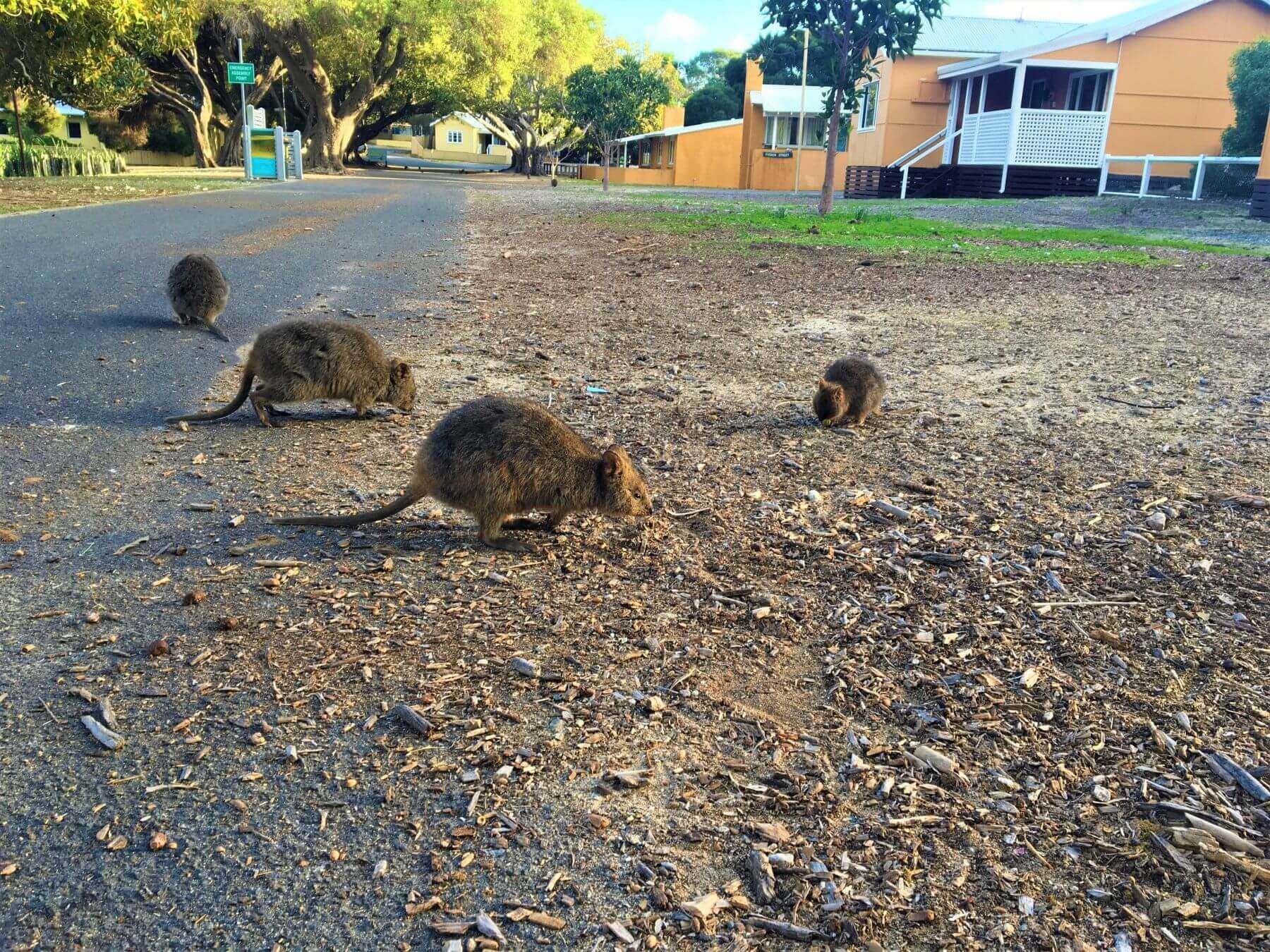 Quokkas auf Rottnest Island in Australien