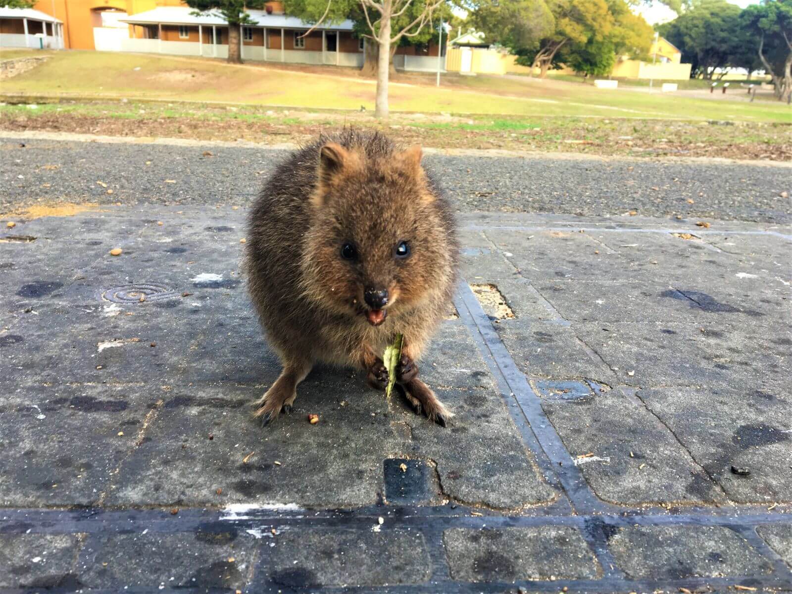 Quokka auf Rottnest Island in Australien