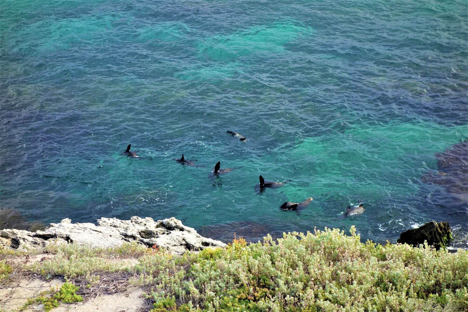 Seelöwen auf Rottnest Island in Australien