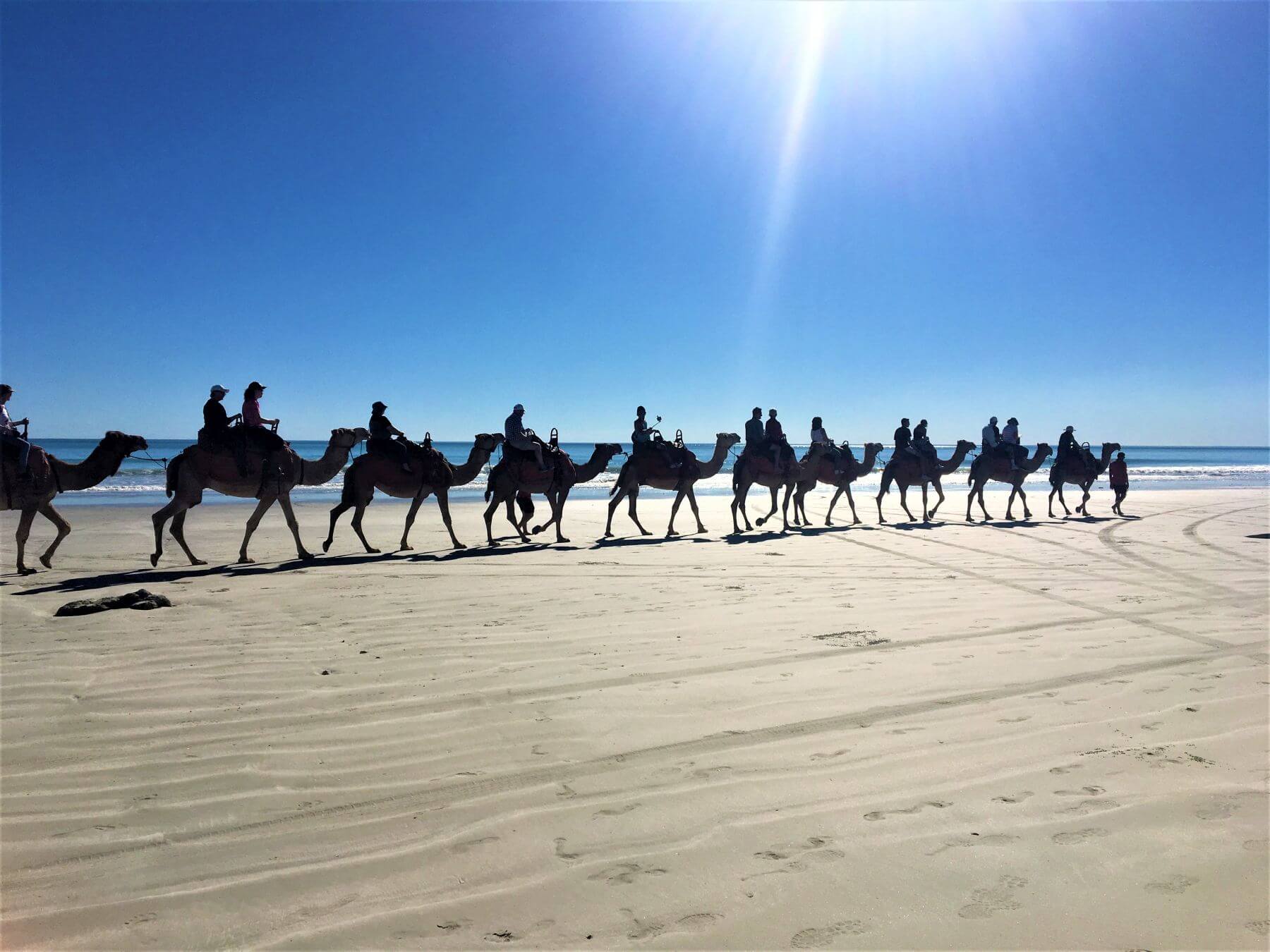 Kamele am Cable Beach in Broome