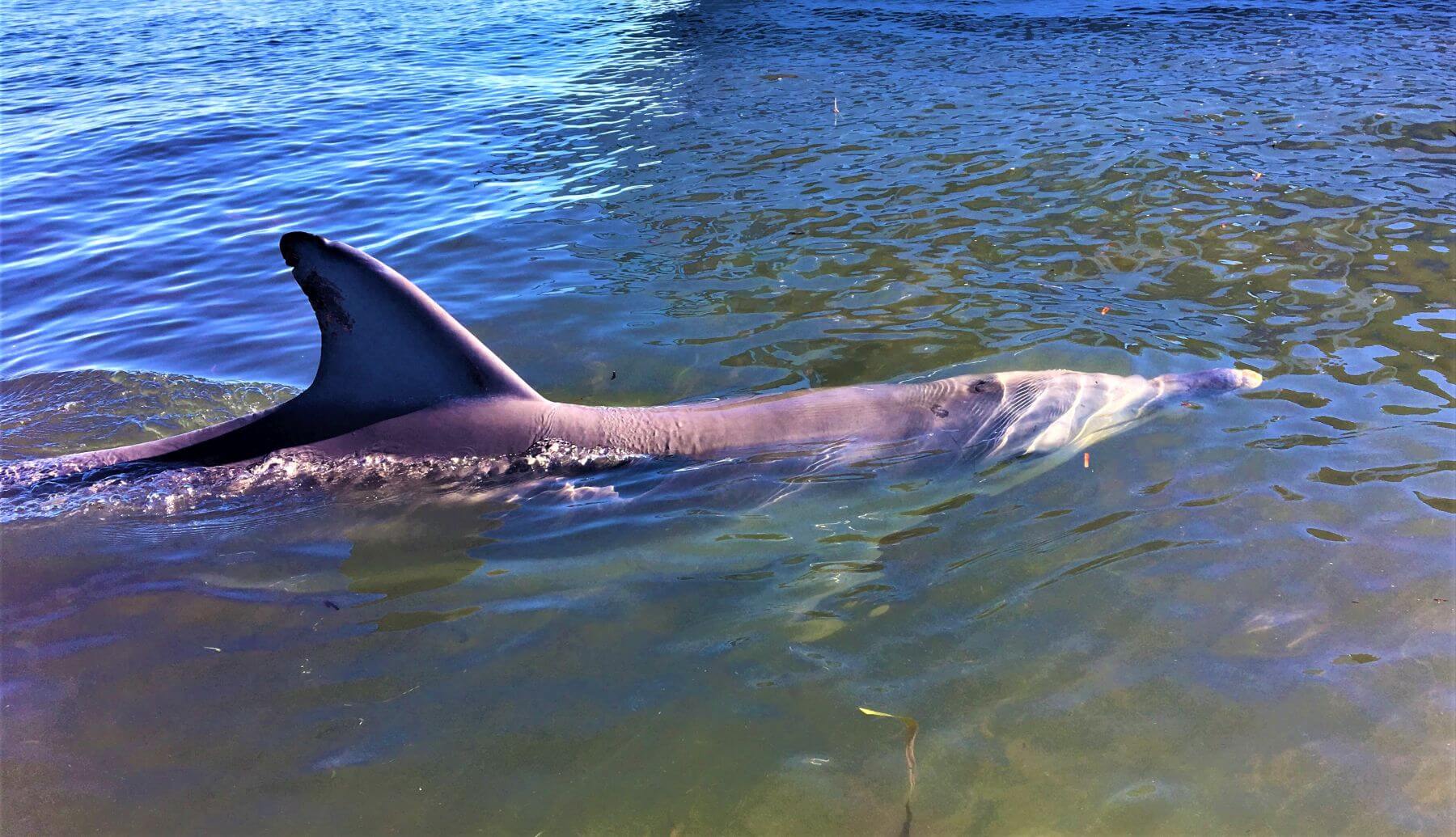 Delfin bei Monkey Mia in Australien