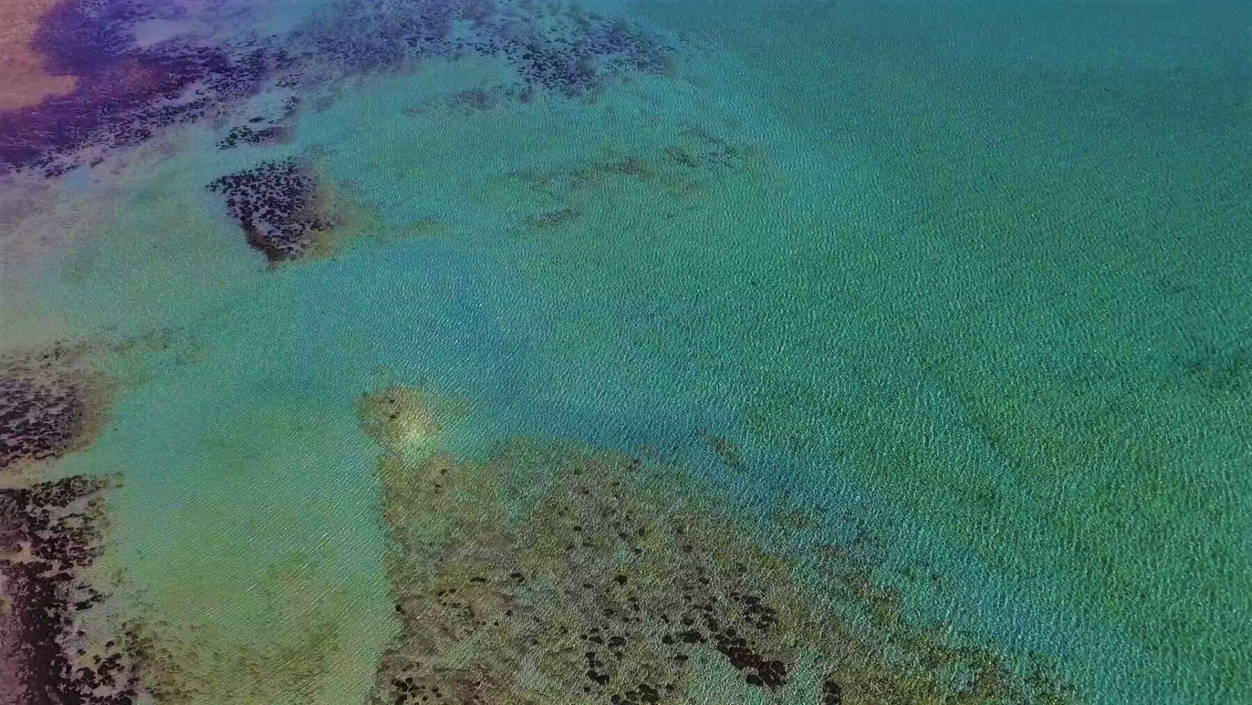 Shark Bay Highlight - Stromatolites in Australien