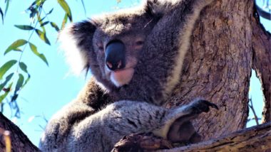 Koala auf Raymond Island in Australien