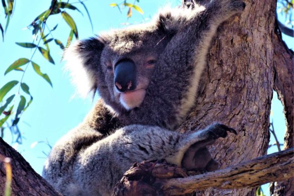 Koala auf Raymond Island in Australien