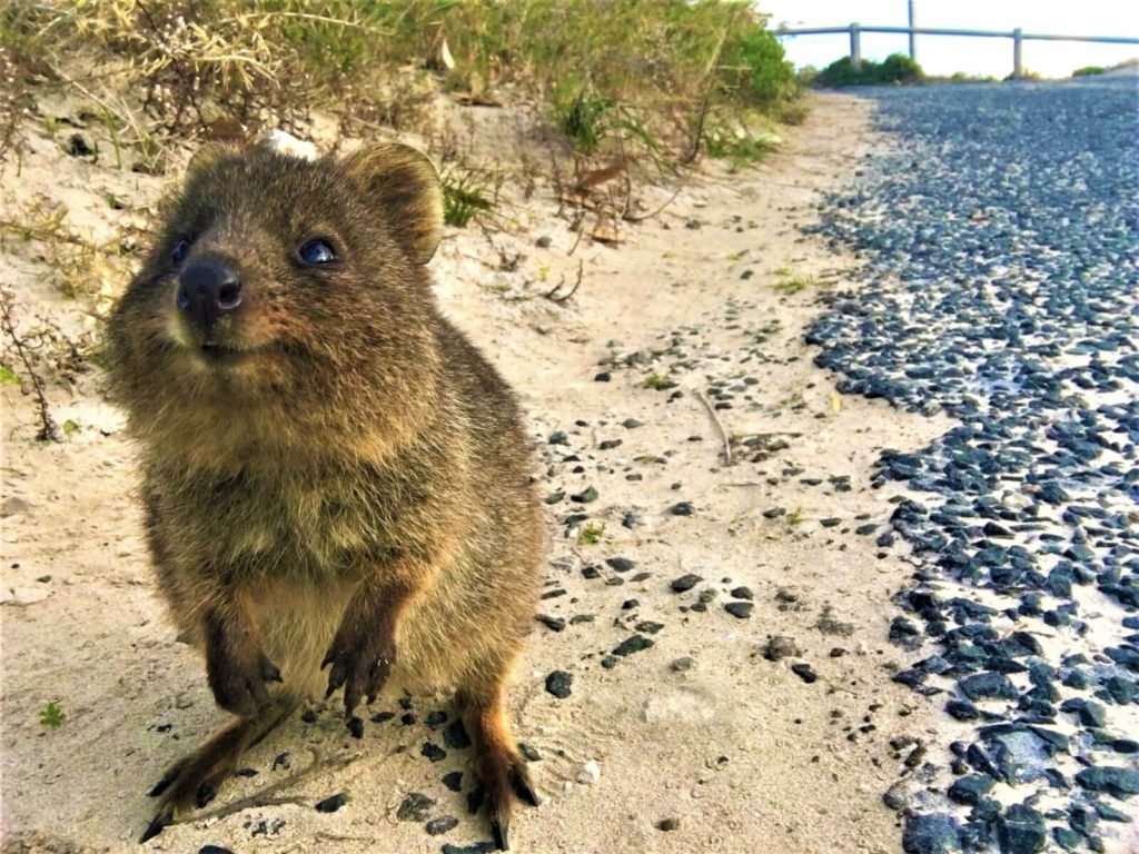 Quokka auf Rottnest Island