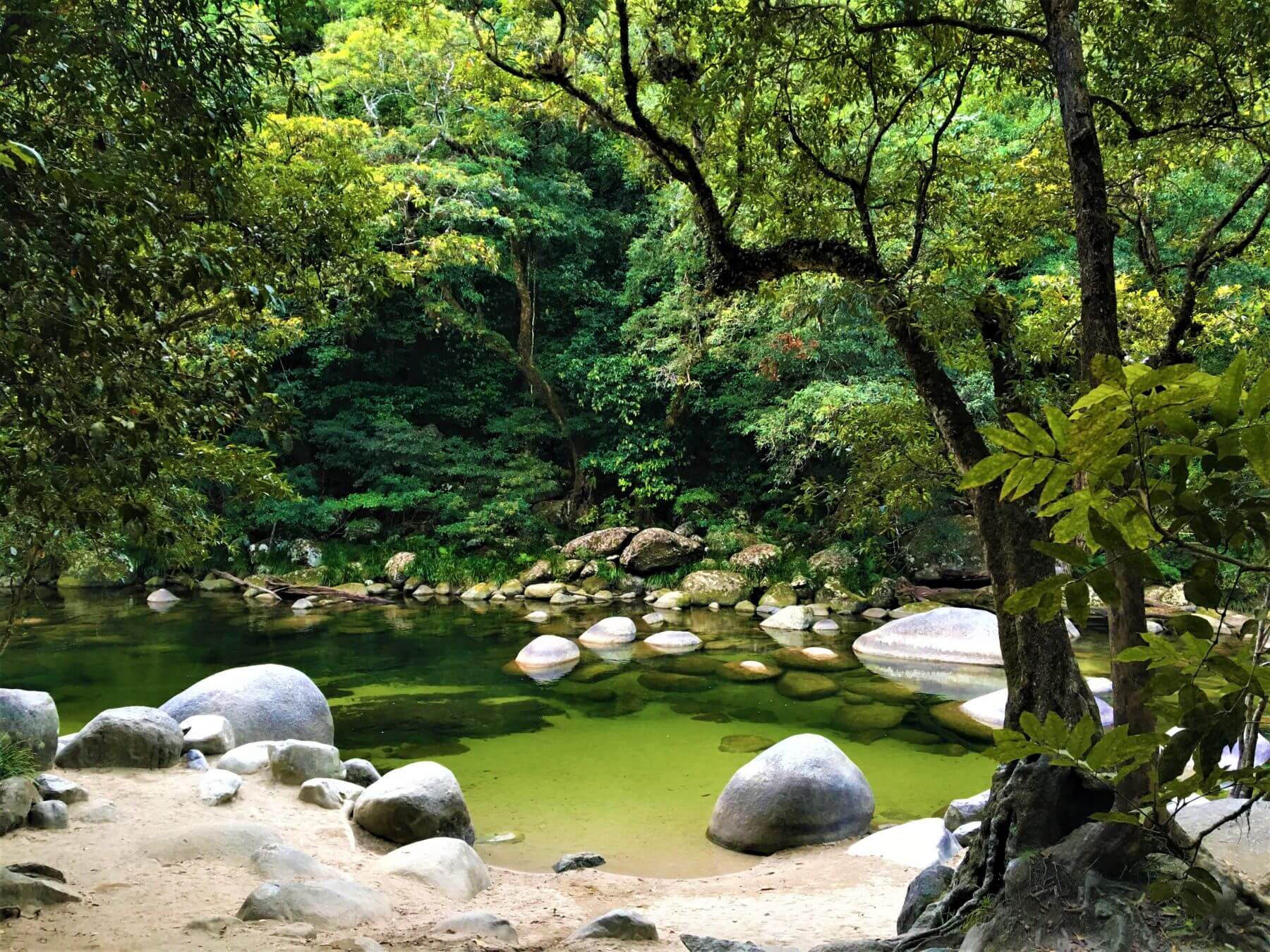 Daintree Regenwald in Australien - Mossman Gorge