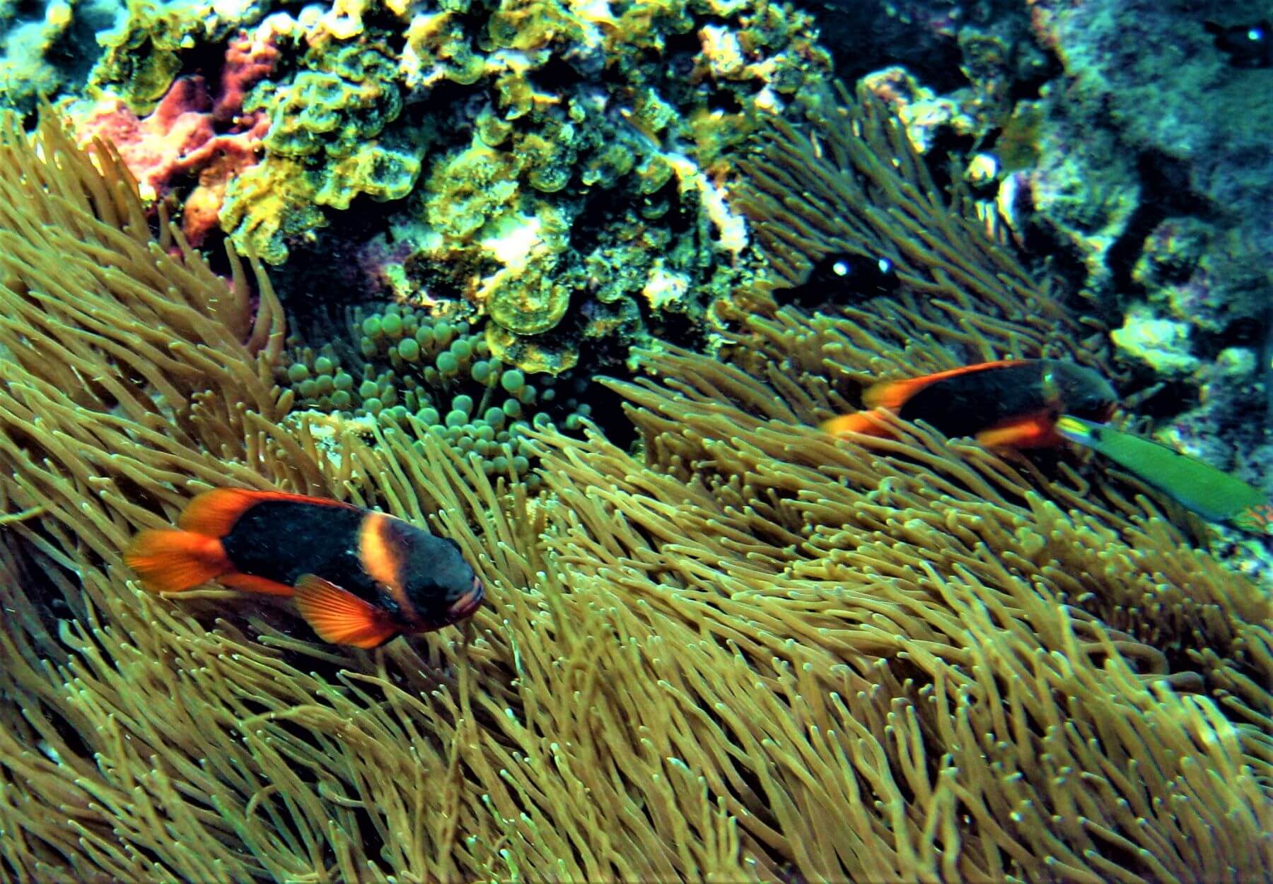 Bunte Fische am Great Barrier Reef in Cairns