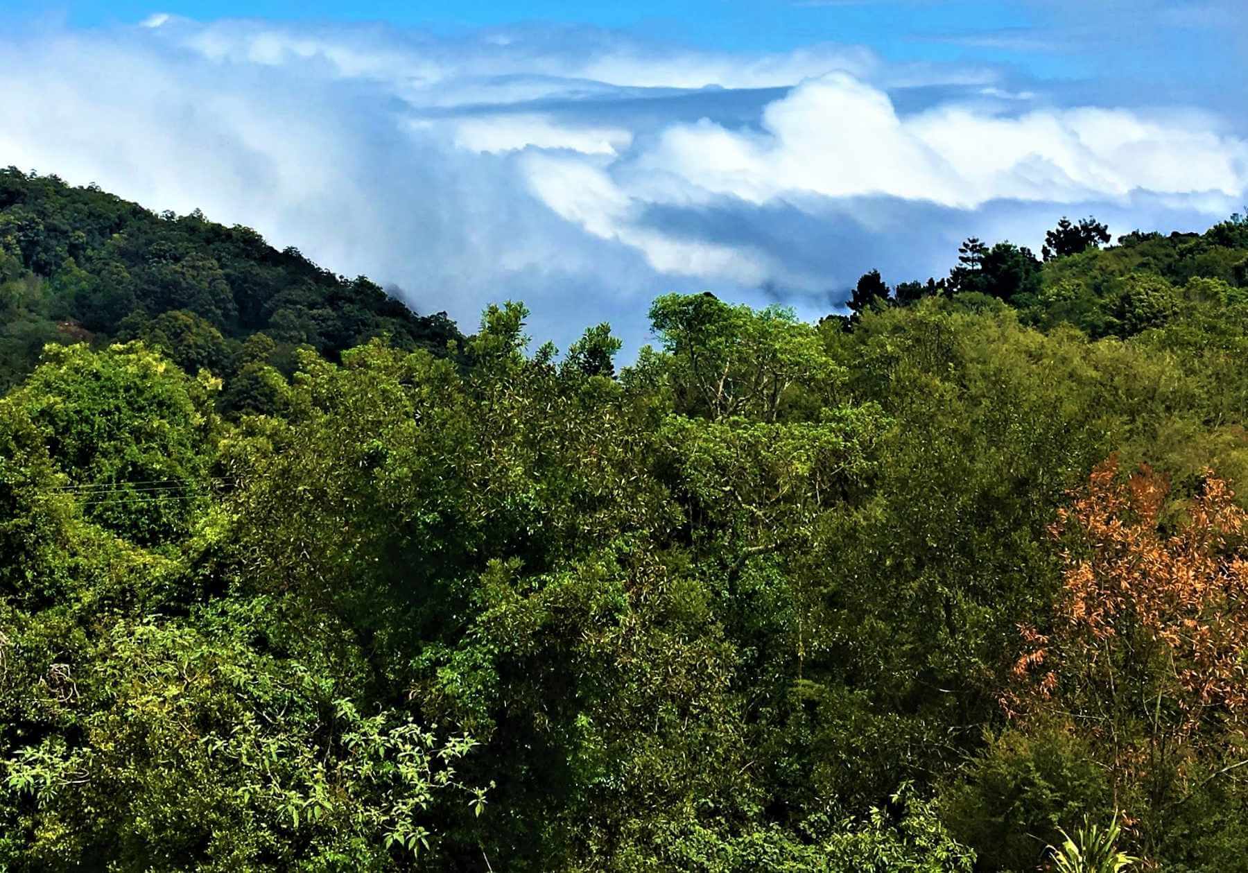 Green Mountains im Lamington National Park