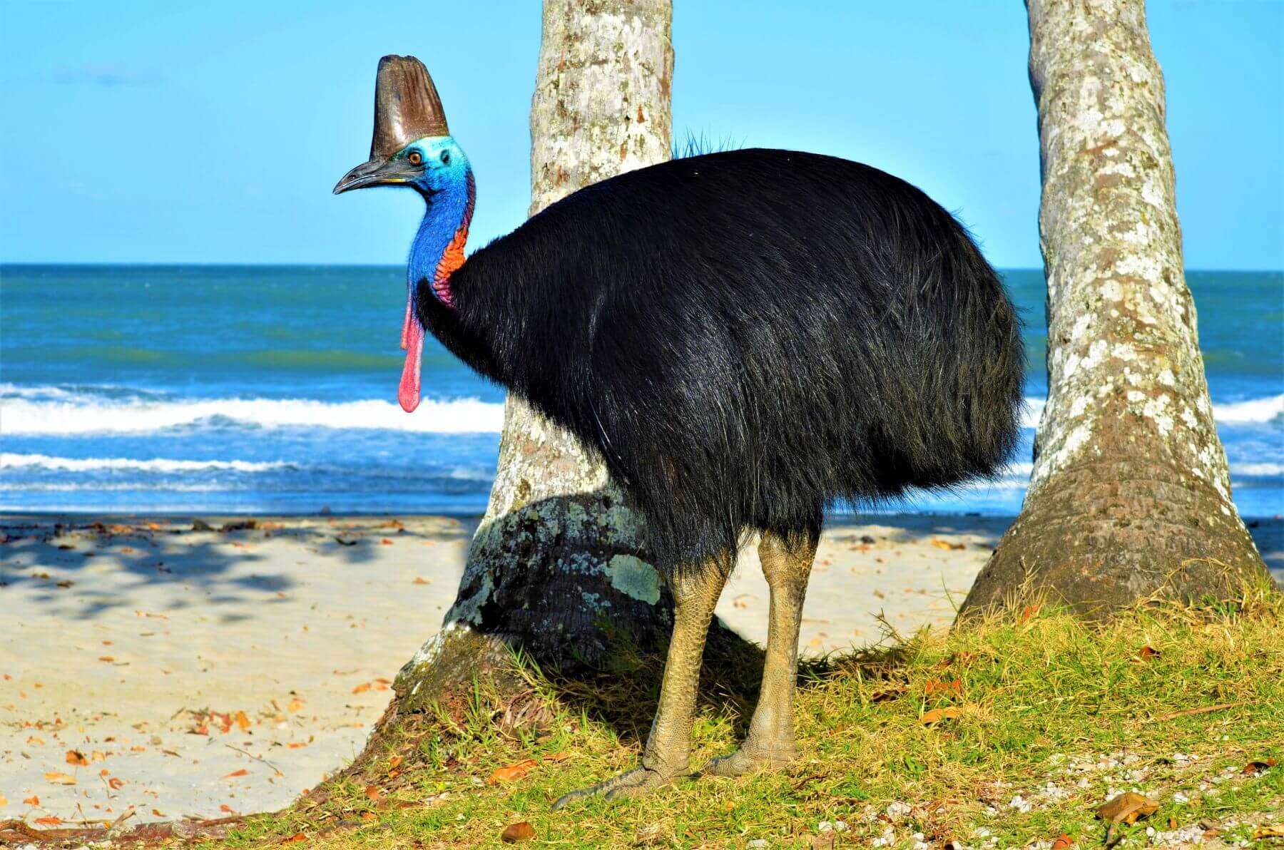 Helmkasuare am Strand in Australien