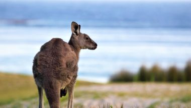 Känguru am Strand in Australien