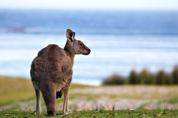 Känguru am Strand in Australien