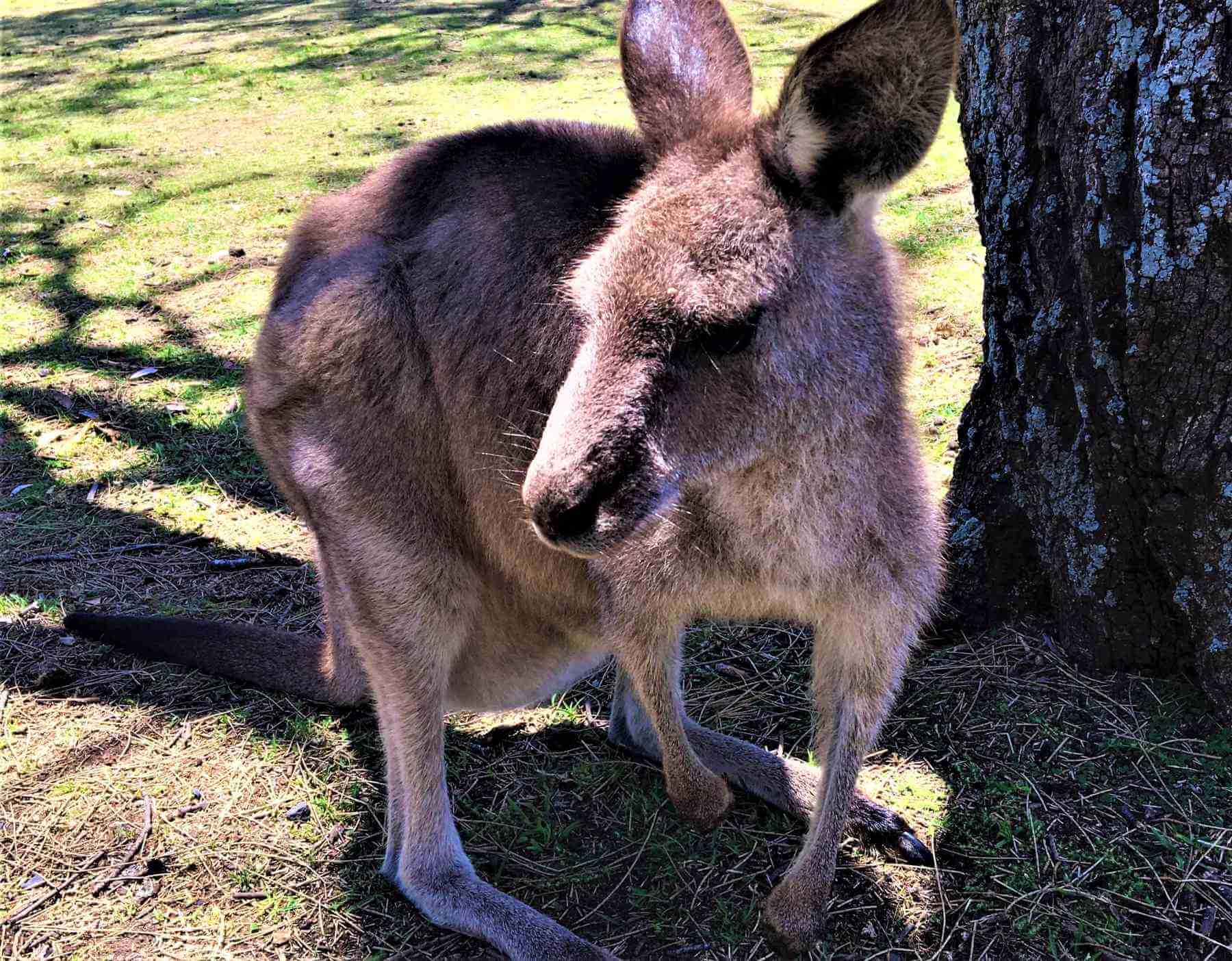 Känguru in Australien
