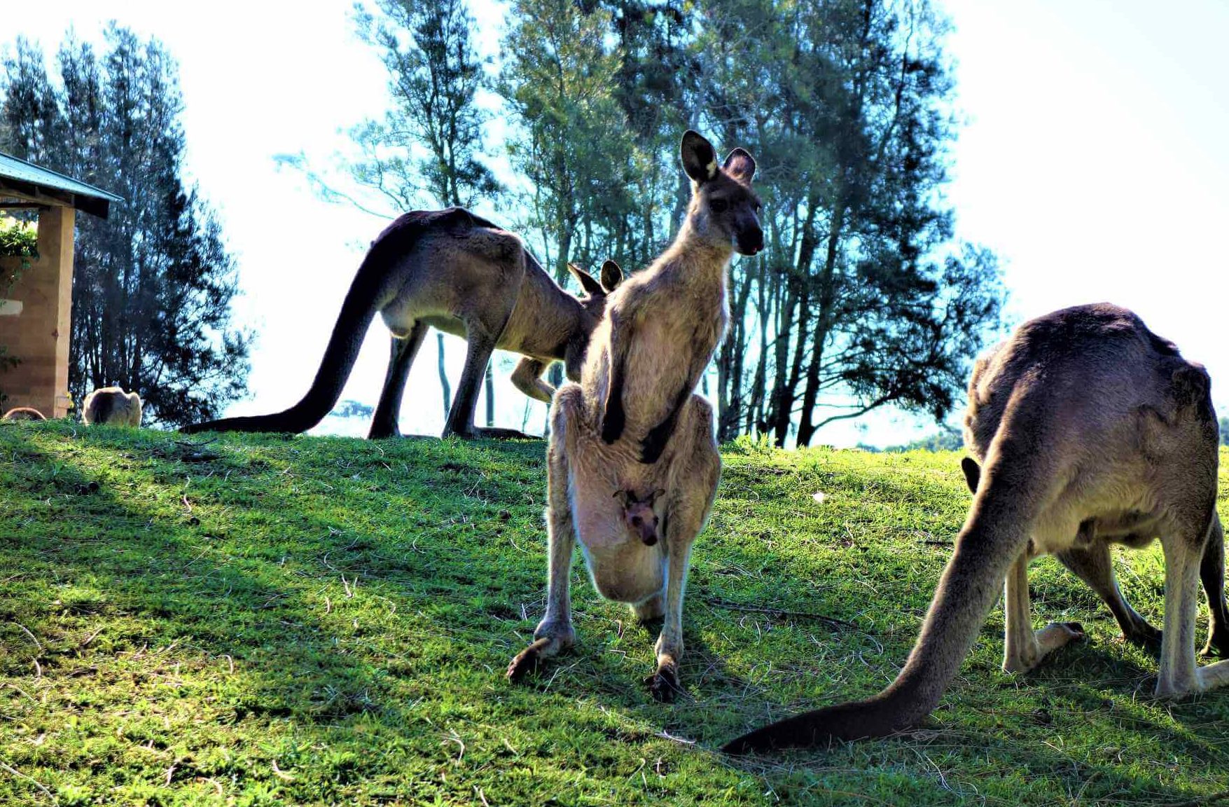 Kängurus in Australien