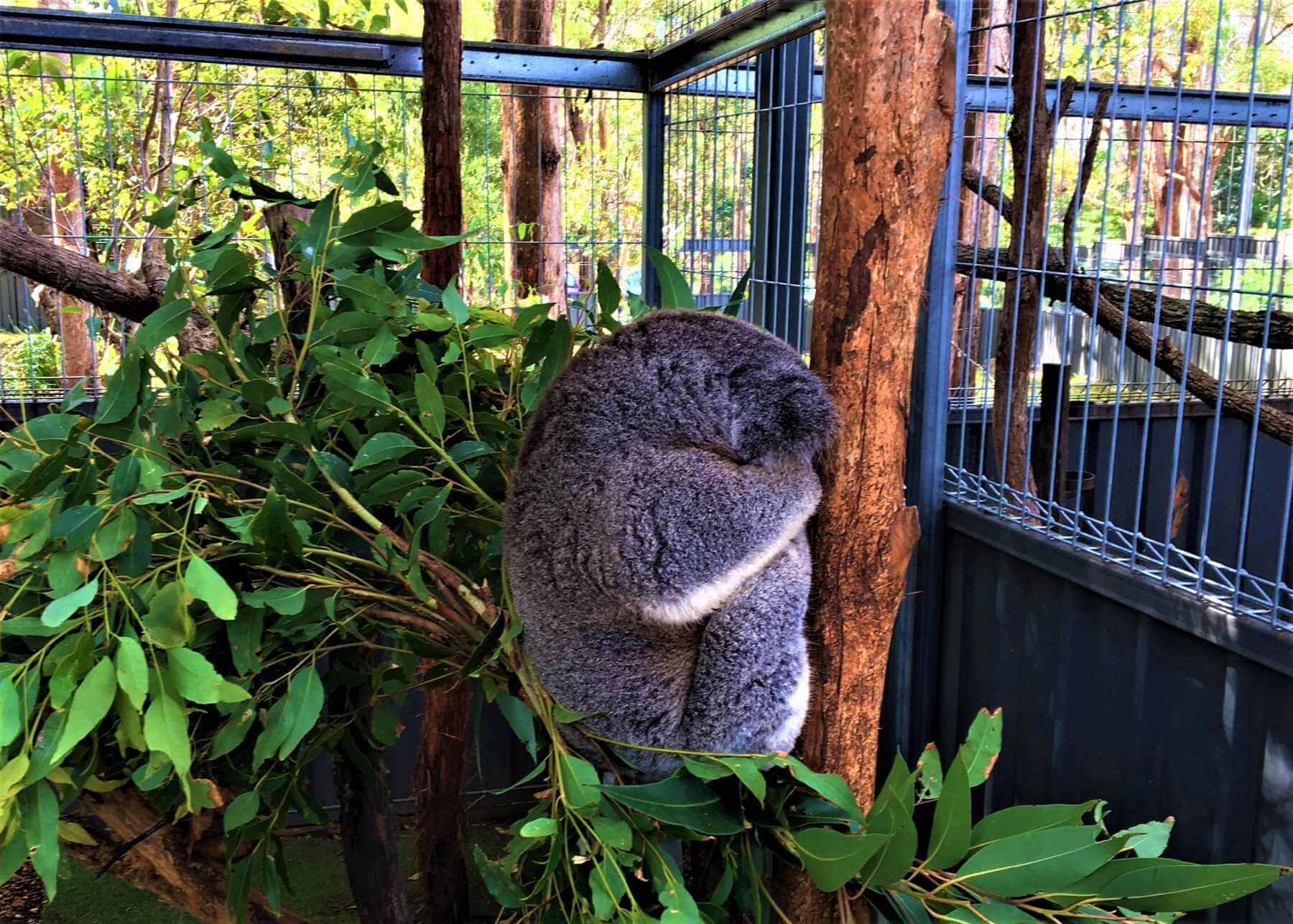Koala Krankenhaus in Port Macquarie
