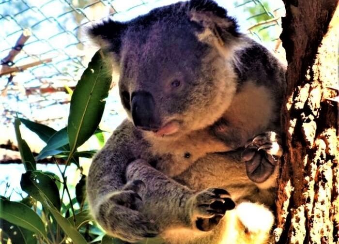 Koala in Australien