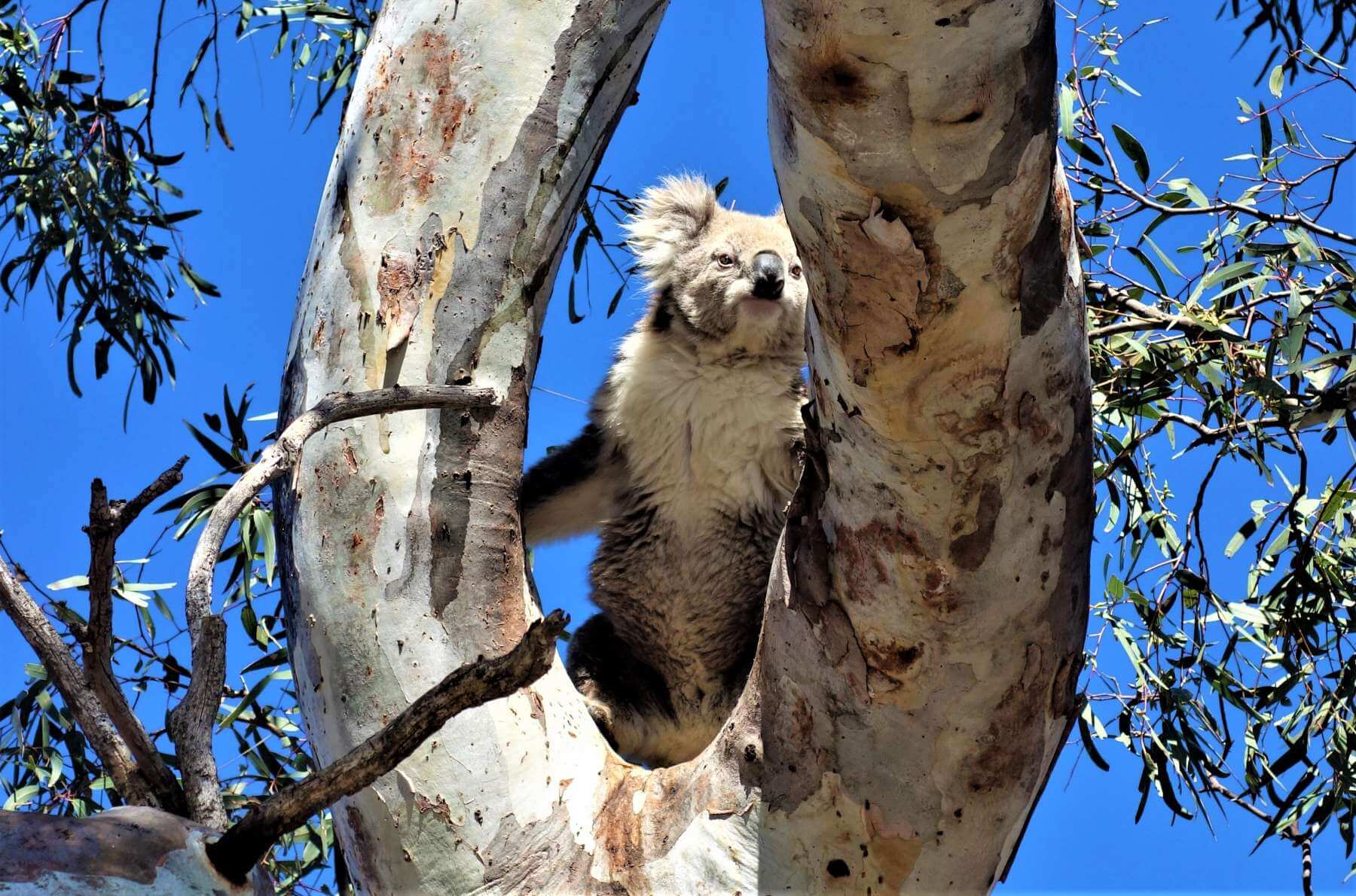Koalas in Australien - Raymond Island