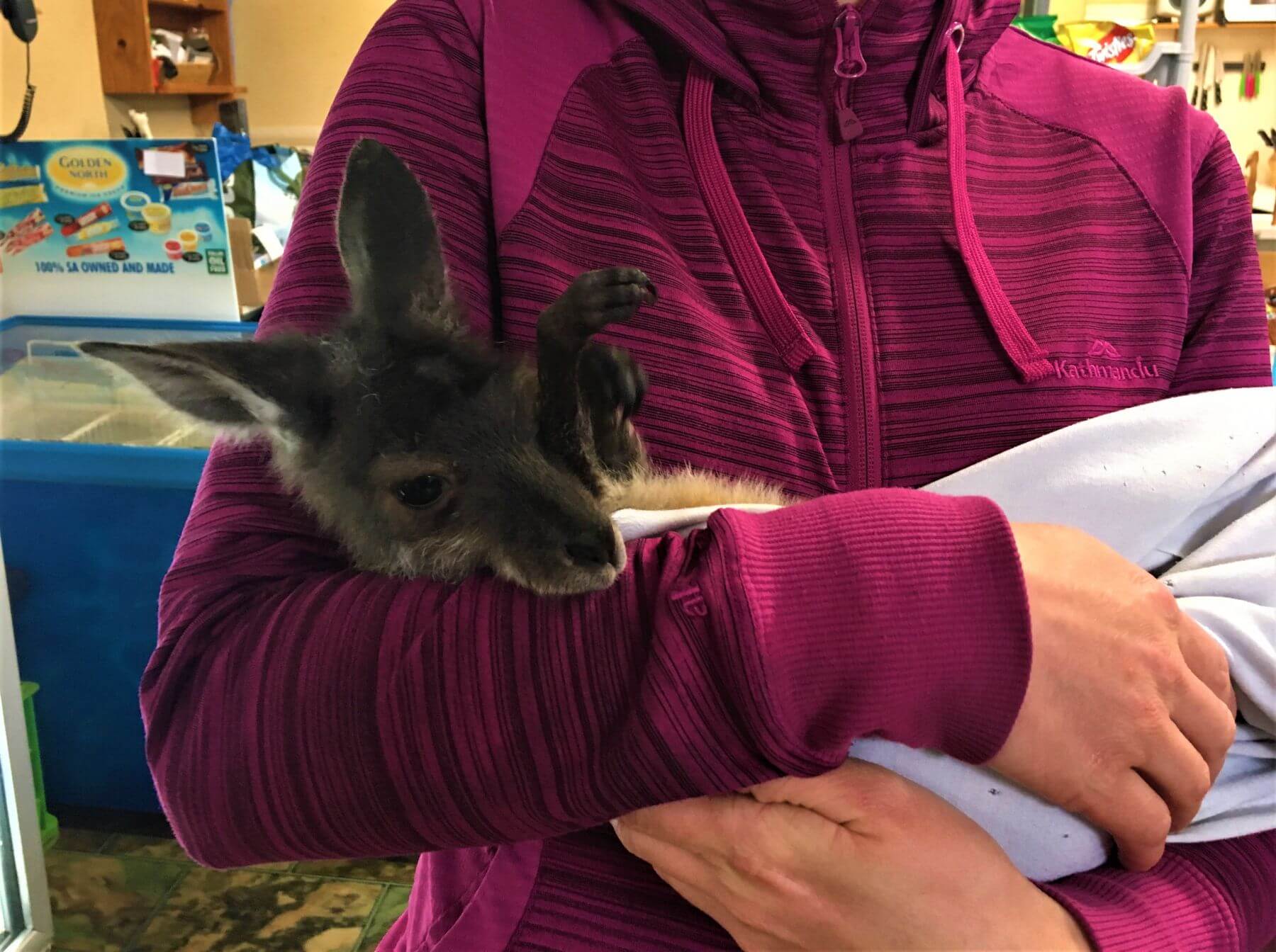 Känguru Baby auf dem Arm halten in Australien
