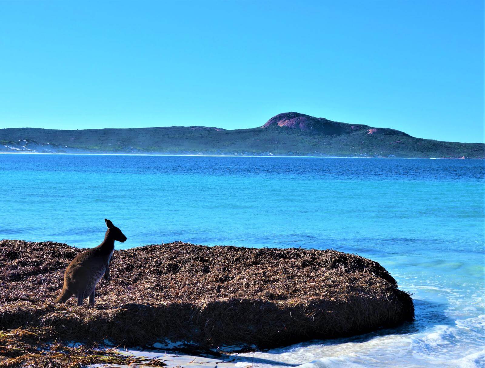 Lucky Bay im Cape Le Grand Nationalpark