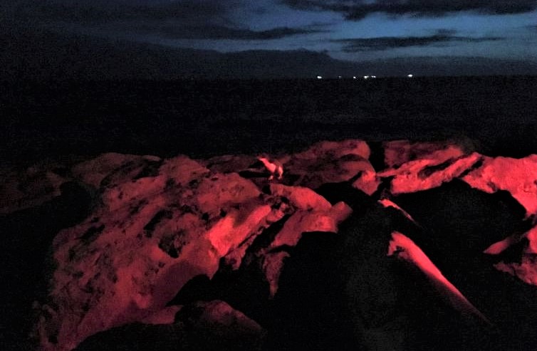 Pinguine in St-Kila bei Nacht