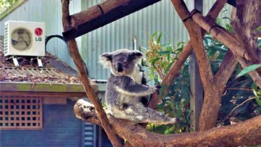 Port Macquarie - Koala Hospital