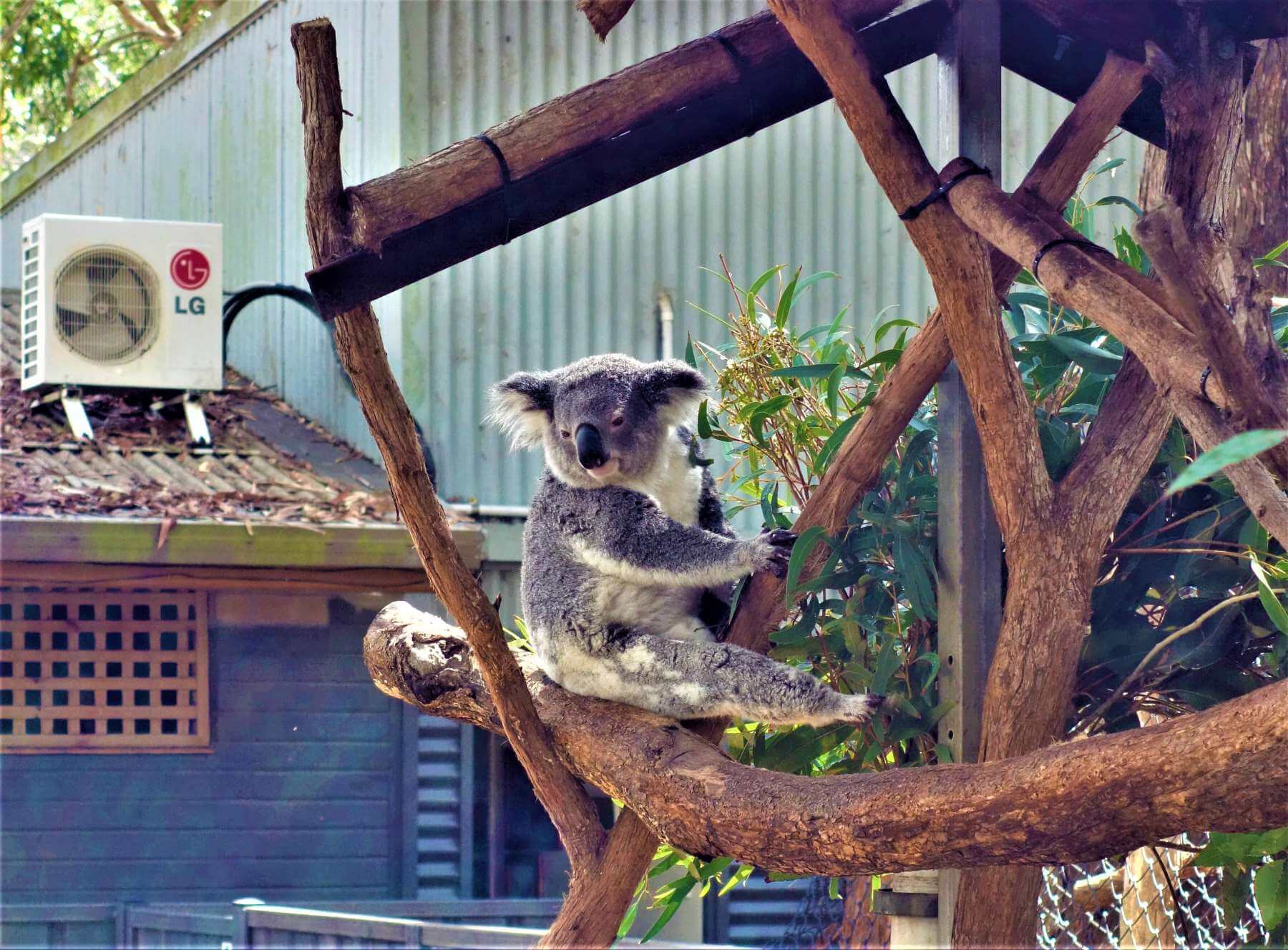 Port Macquarie - Koala Hospital
