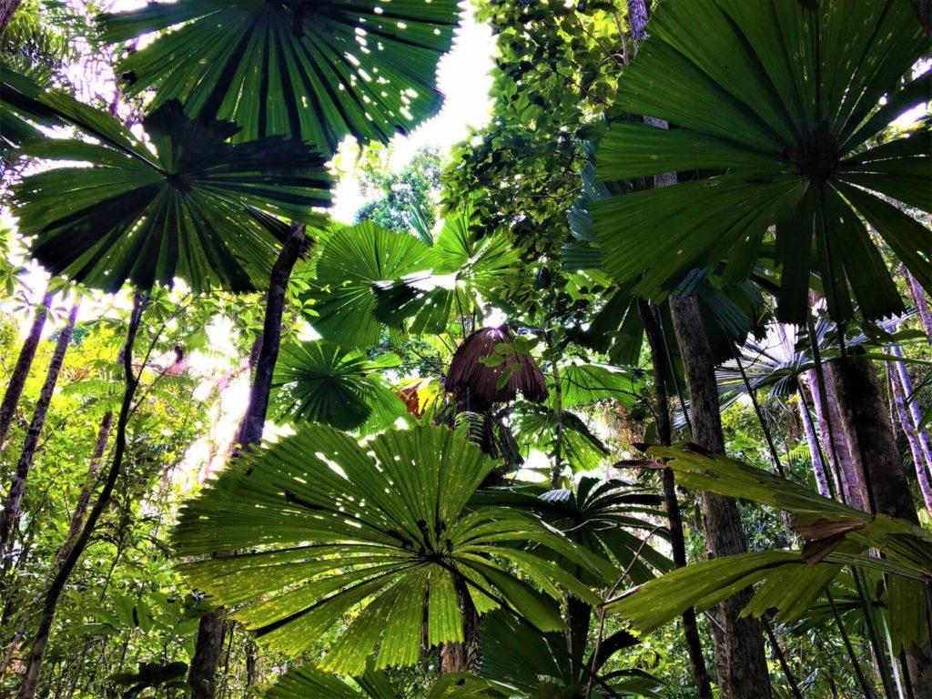 Regenwald in Australien - Der Daintree Rainforest
