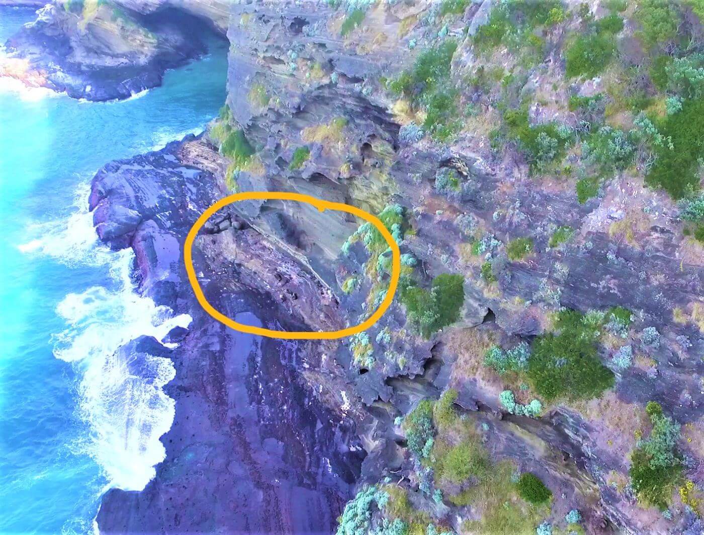 Seelöwen und Seebären in Australien