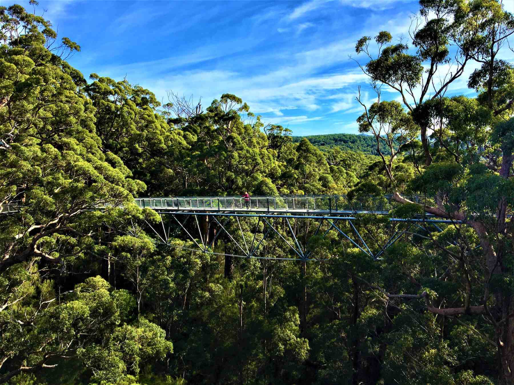 Tree Top Walk in Australien