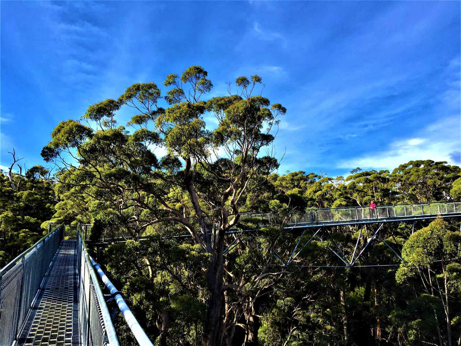 Valley of the Giants - Australien