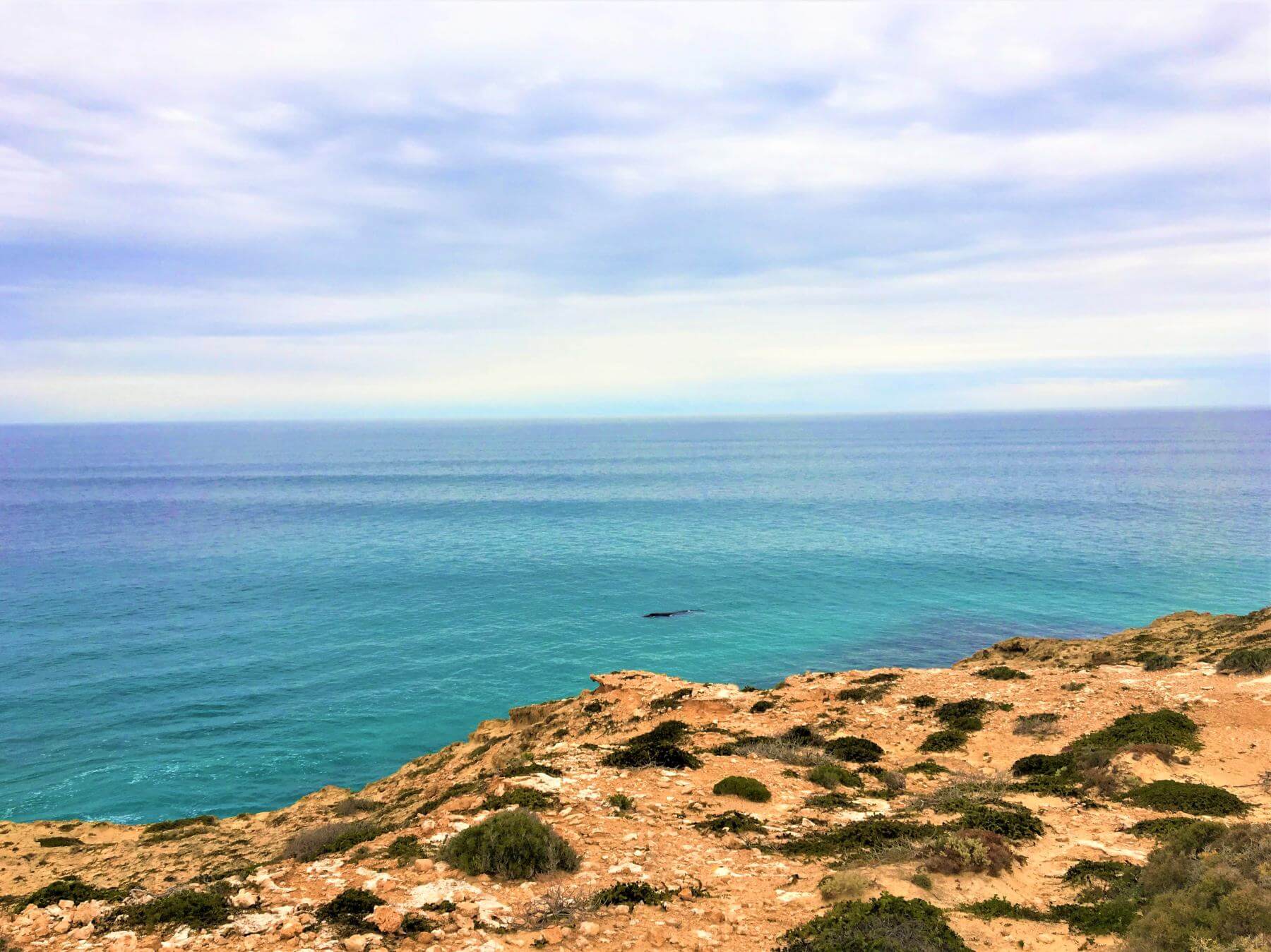 Wal bei Head of Bight auf Nullarbor
