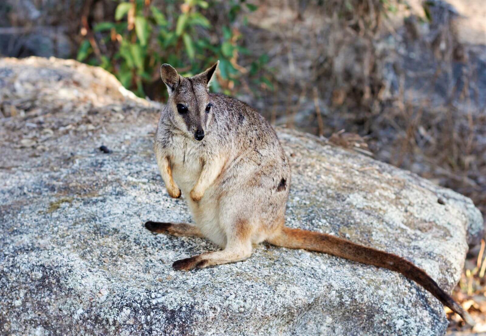 Wallaby auf Magnetic Island in Australien
