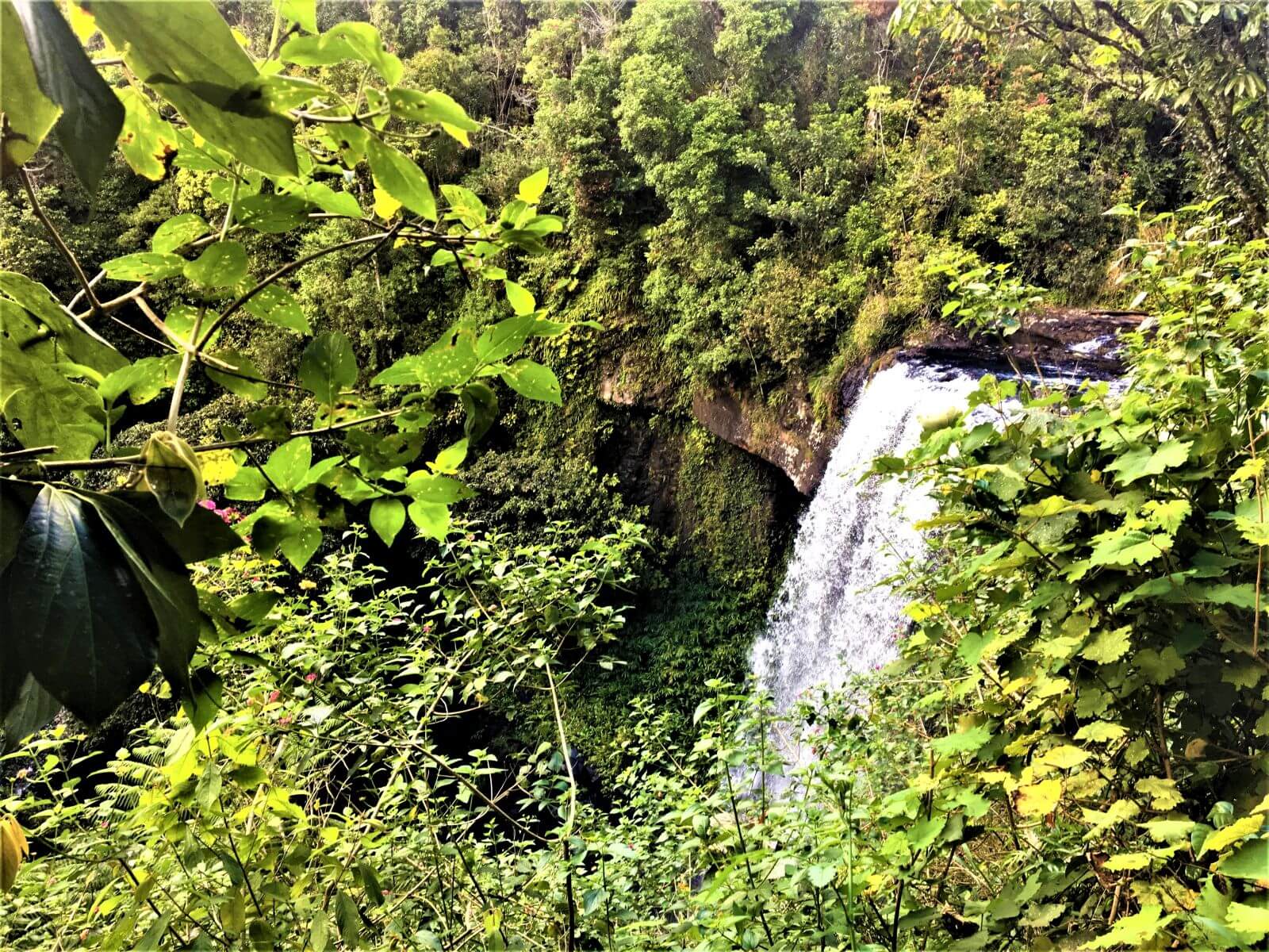 Wasserfall Zillie Falls auf dem Waterfall Circuit in den Atherton Tablelands