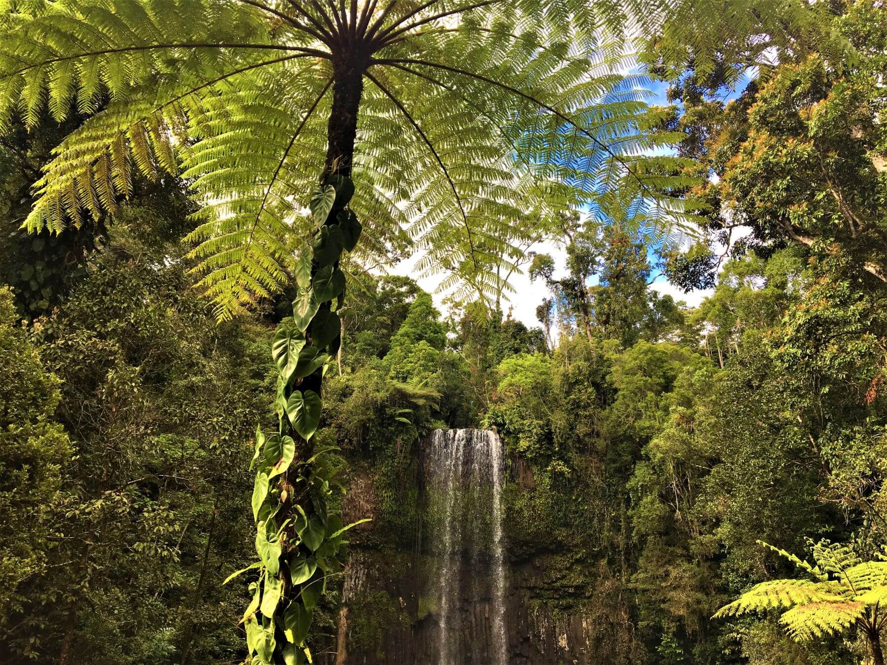 Wasserfall Millaa Millaa Falls in den Atherton Tablelands