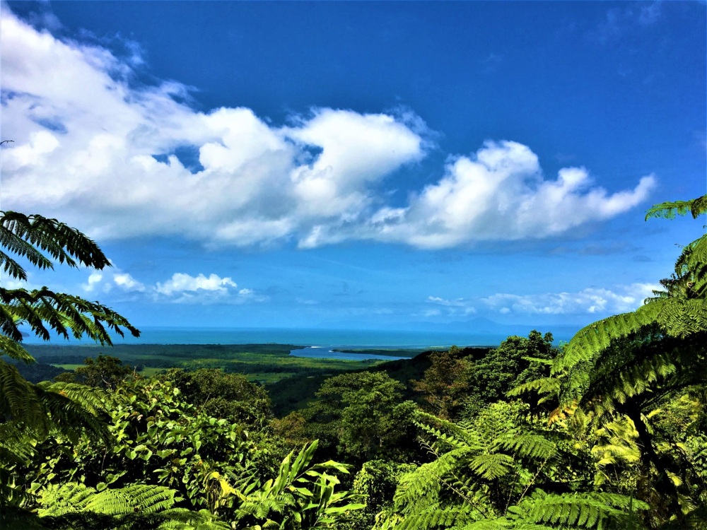 Ostküste Australien Sehenswürdigkeiten - Regenwald