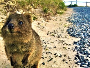 Westküste Australien Highlights - Quokka