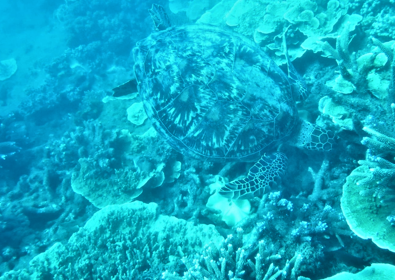 Australien - Great Barrier Reef