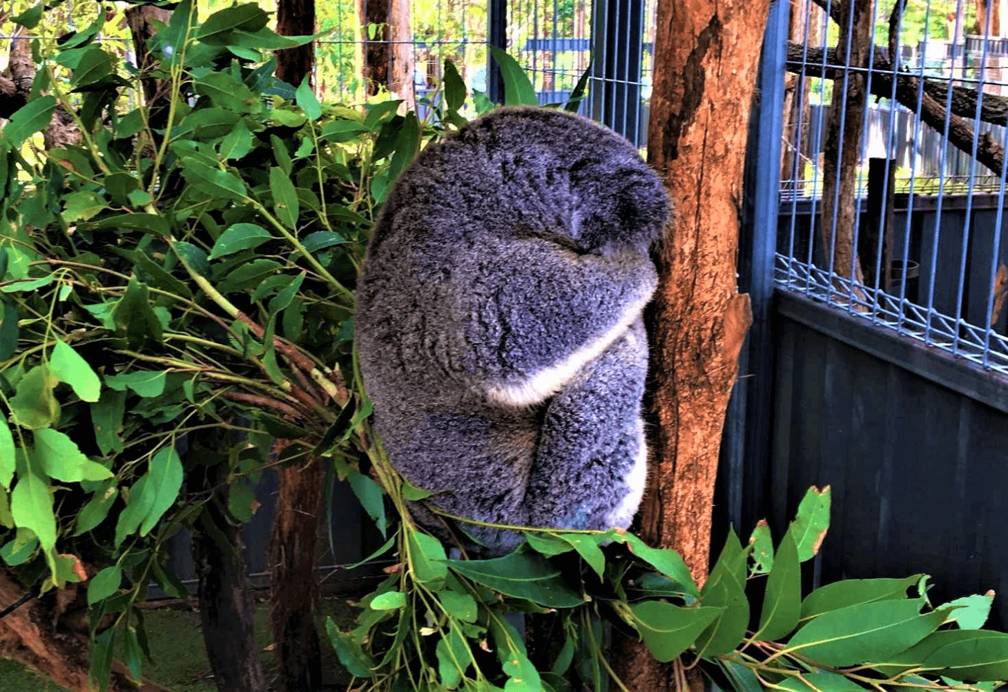 Koala Hospital