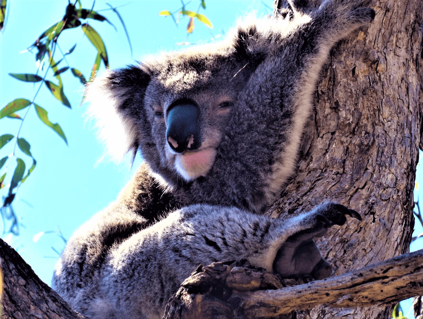 Koala in Australien