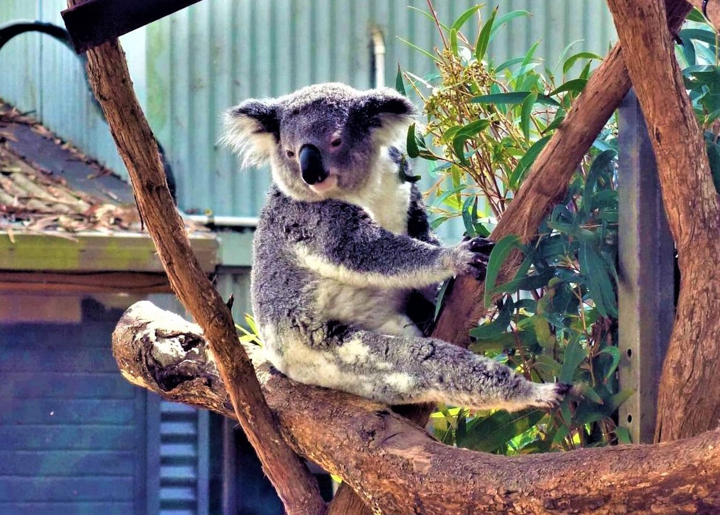 Koalabär - Ostküste Australien
