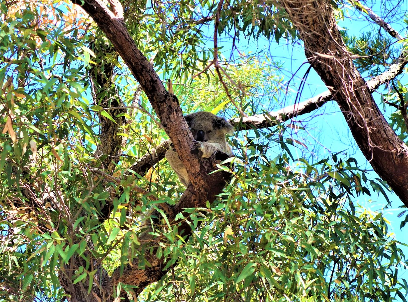 Magnetic Island - Australien