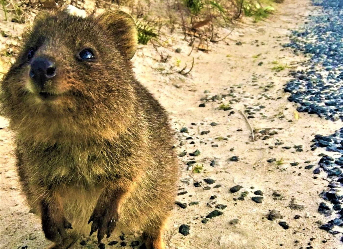 Rottnest Island
