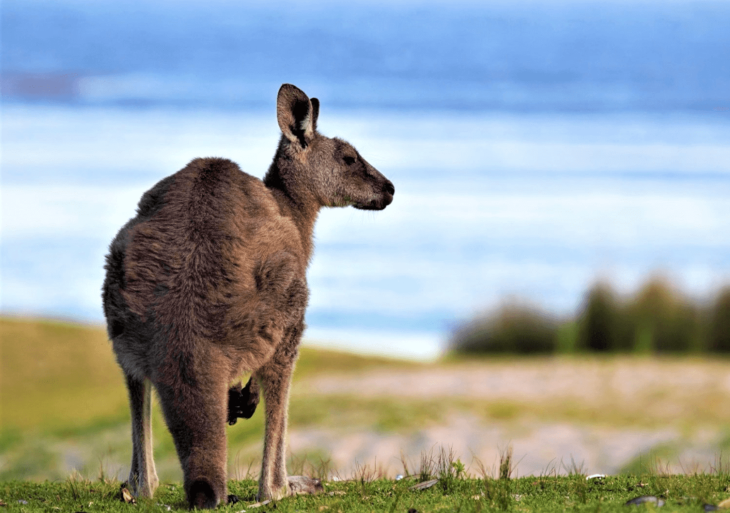Route von Melbourne nach Sydney